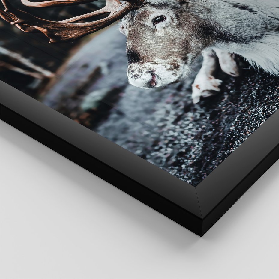 Zestaw obrazy w ramie 40x50 galeria - Renifer, zima, las, pejzaż, natura - rama czarna