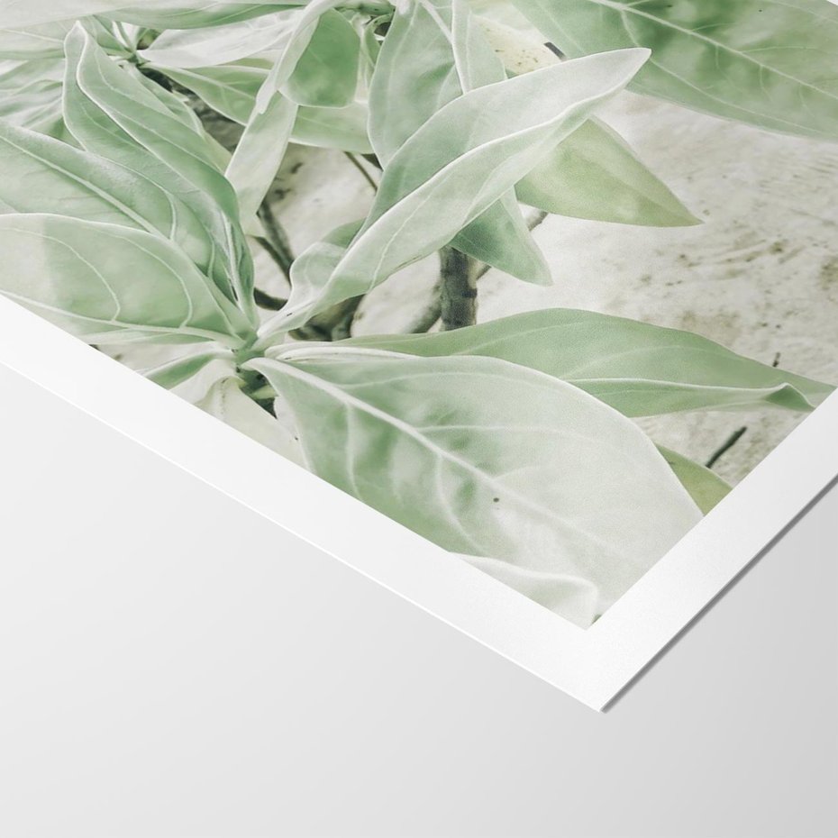 Plakat bez ramy 30x40 - Jasnozielone Liście w Kompozycji - liście, jasna zieleń