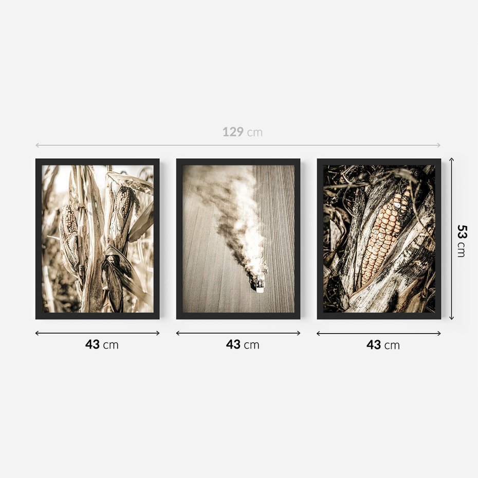 Zestaw obrazy w ramie 40x50 galeria - Sepia, kukurydza, pole - rama czarna