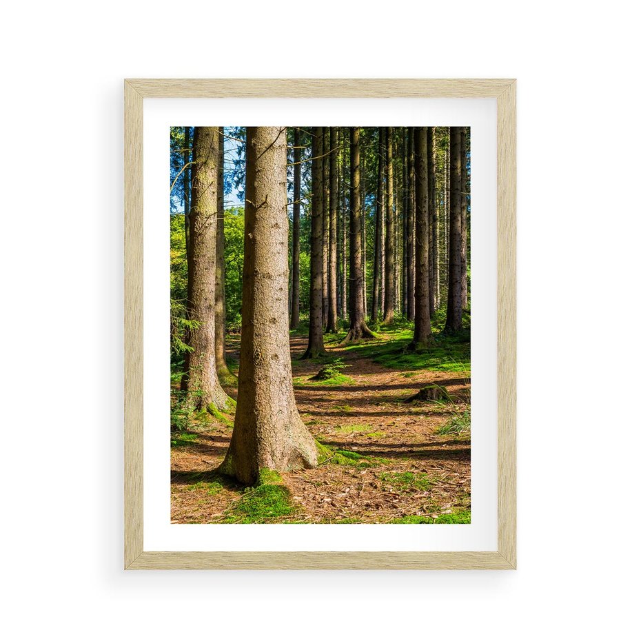 Plakat w ramie 40x50 - Las: harmonia natury - las, drzewa - rama drewno