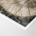 Plakat bez ramy 21x30 - Wnętrze Natury - pień, przecięty pień