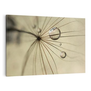 Obraz na płótnie 100x70 - Delikatność dmuchawców - dmuchawce, krople