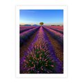 Plakat bez ramy 50x70 - Fioletowa Magia - pole, lawendy