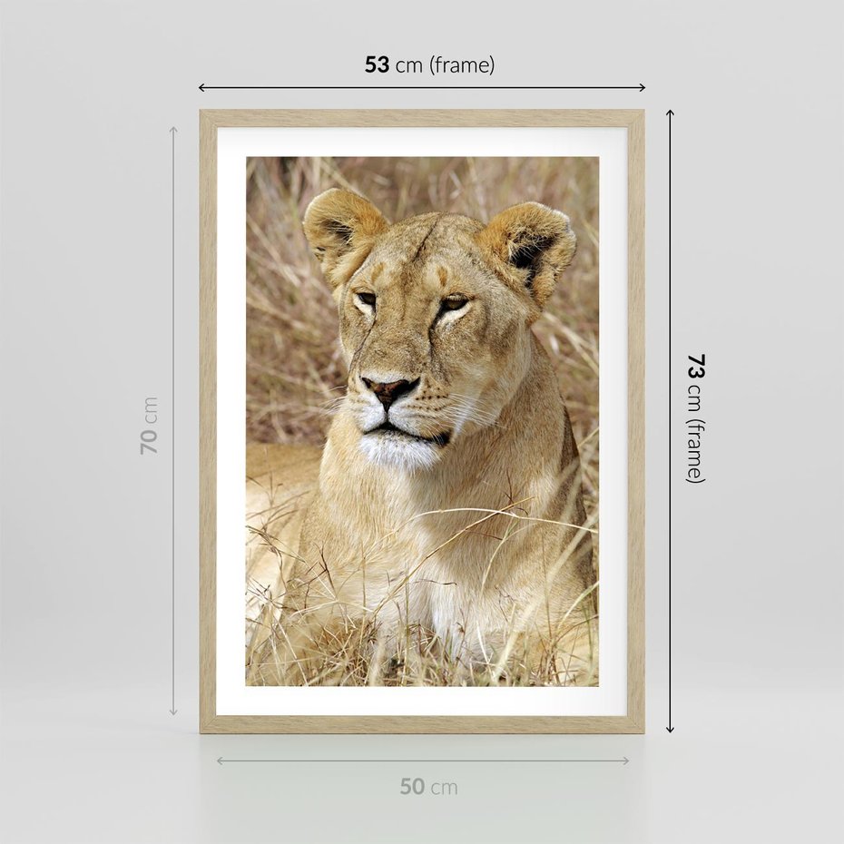 Plakat w ramie 50x70 - Potęga lwów w Afryce - lew, lwica - rama drewno