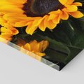 Obraz na płótnie 50x70 - promień słoneczny w kwiatowym świecie - słoneczniki, kwiat