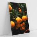 Obraz na płótnie 50x70 - Mandarynki Drzewko Urodzaju - mandarynki, drzewko