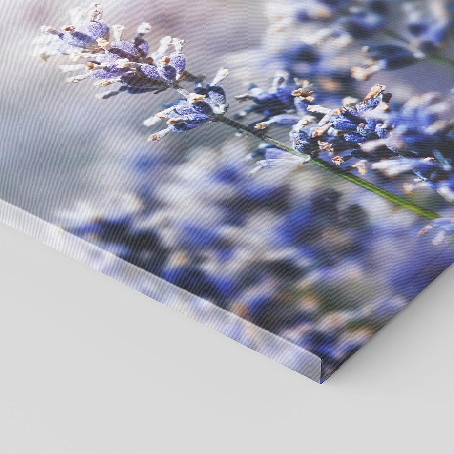 Obraz na płótnie 50x70 - Delikatna Uroda Natury - wrzosy, fiolet