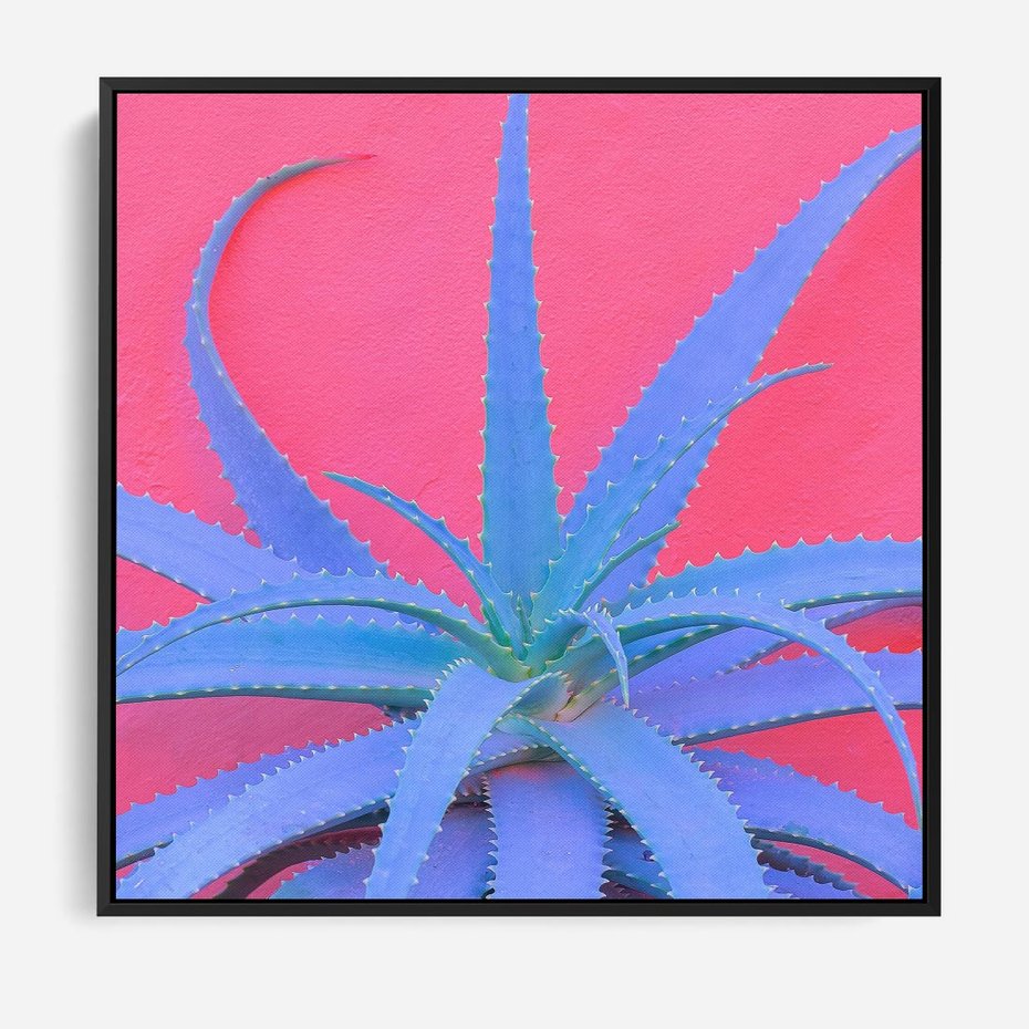 Obraz w ramie 50x50 - Piękno Pustyni - kaktusy, liście - rama czarna