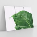 Obraz na płótnie 120x80 - Zielone liście monstery - liście, monstera