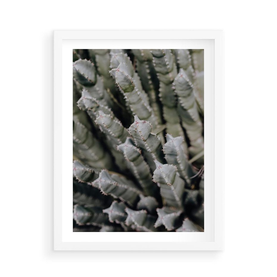 Plakat w ramie 50x70 - Boho kaktusy na pustyni - kaktusy, pustynia - rama biała