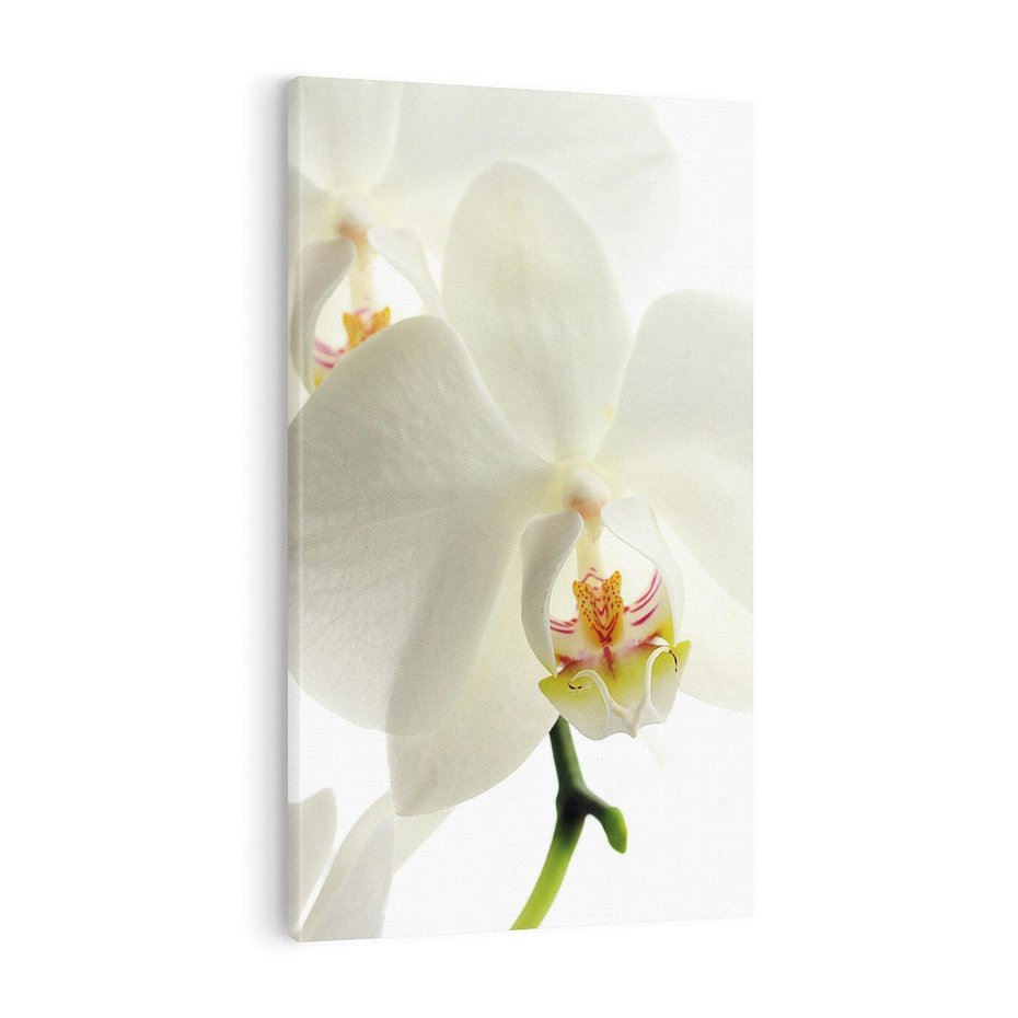 Obraz na płótnie 70x100 - Kwiatowe piękno - kwiat, kwiaty