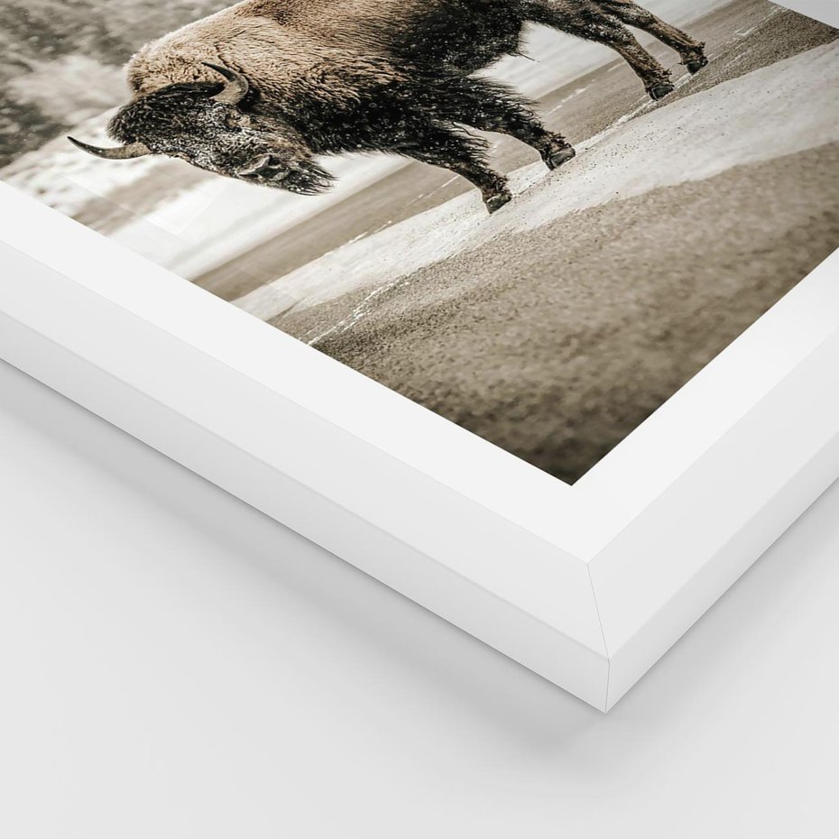 Plakat w ramie 50x70 - Spotkanie z Żubrem na Leśnej Drodze - żubr, las - rama biała