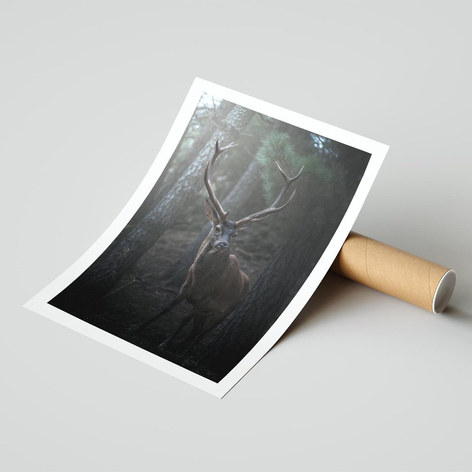 Plakat bez ramy 50x70 - Jeleń wśród lasu - jeleń, las