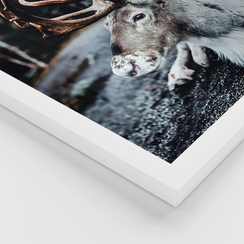 Zestaw obrazy w ramie 30x40 galeria - Renifer, zima, las, pejzaż, natura - rama biała