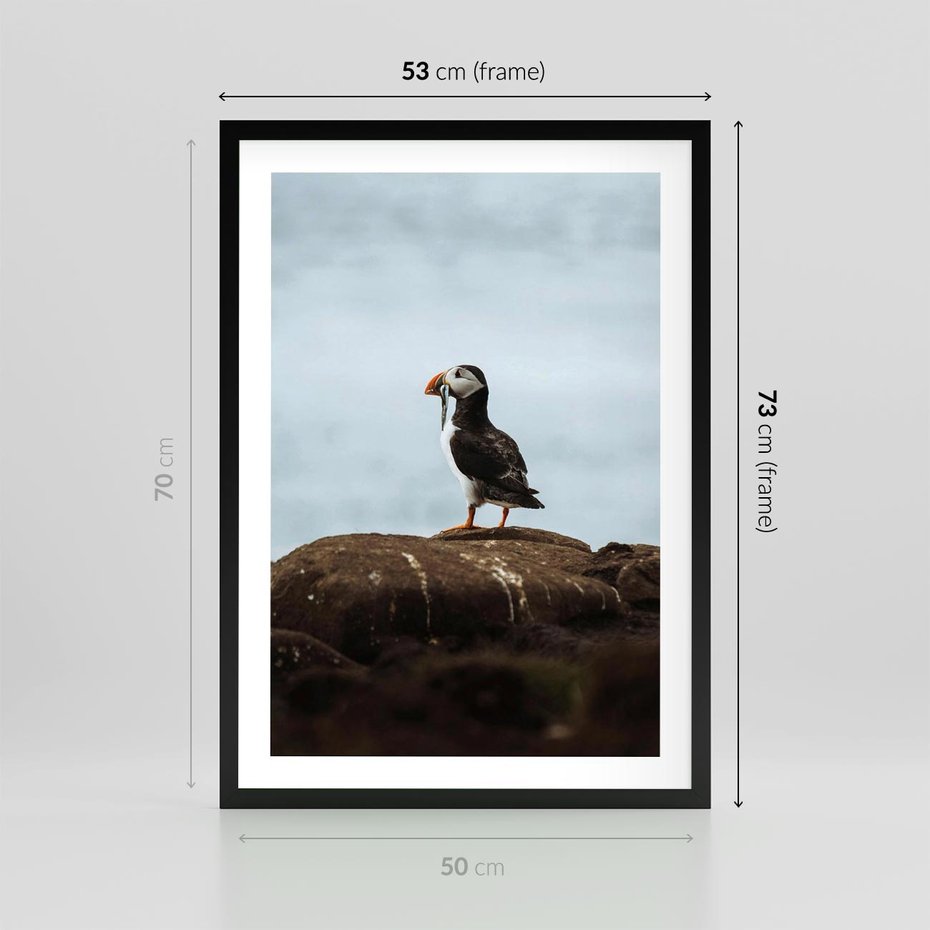 Plakat w ramie 50x70 - Portret Ptaka Morskiego - maskonur, ptak - rama czarna