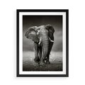 Plakat w ramie 50x70 - Majestatyczny słoń Afryki - słoń, Afryka - rama czarna