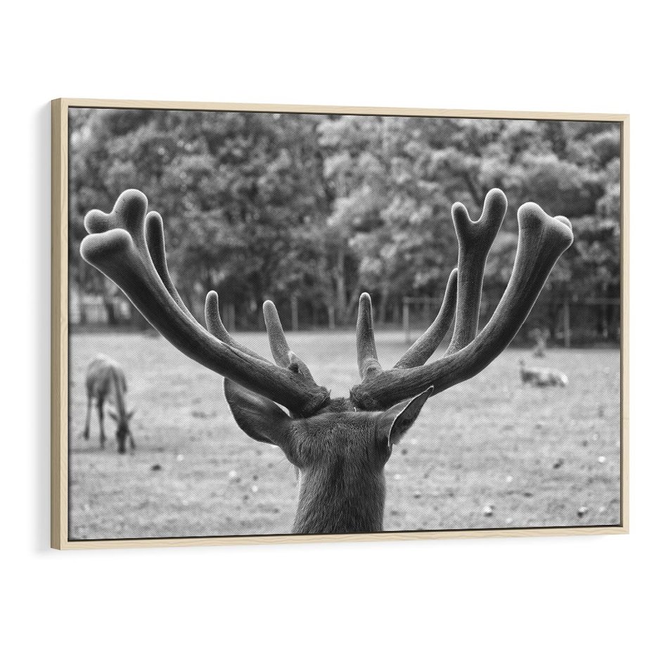 Obraz w ramie 120x80 - Przygubione motyle marzeń - fotografia czarno biała, młody jeleń w zagrodzie - rama drewno