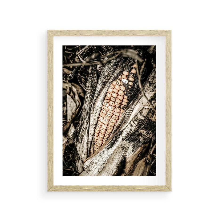 Plakat w ramie 30x40 - Kukurydza w Jesiennej Scenie - kukurydza, jesień - rama drewno