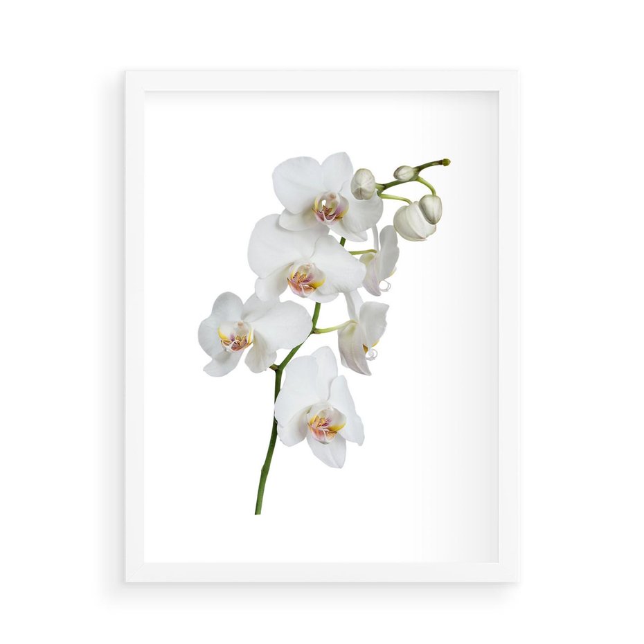 Plakat w ramie 50x70 - Ekskluzywny Relaks - storczyk, spa - rama biała