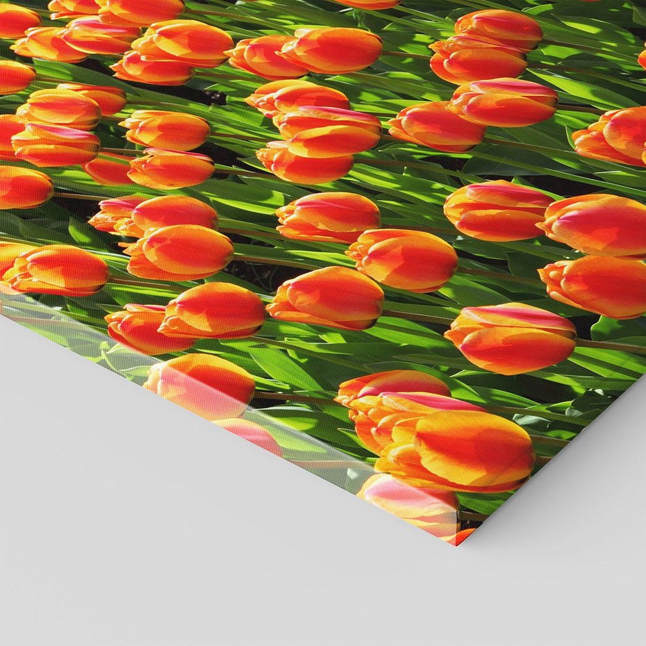 Obraz na płótnie 80x80 - Tulipanowa eksplozja - tulipany, kwiaty