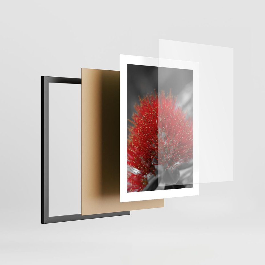 Plakat w ramie 30x40 - Ukwiał na rafie koralowej - ukwiał, rafa - rama czarna