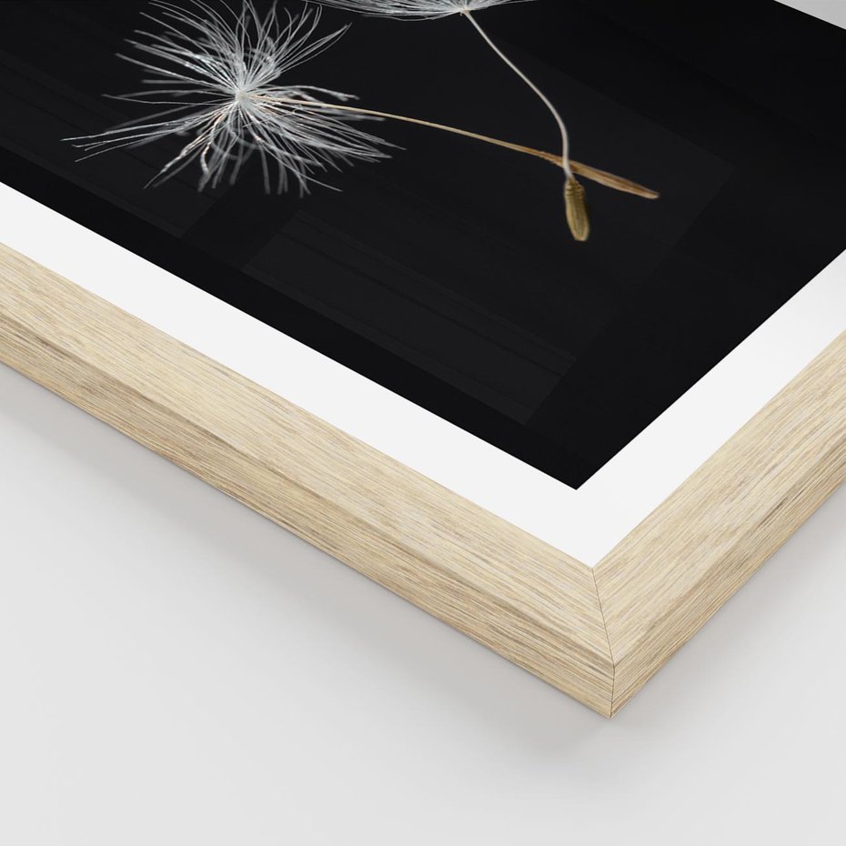 Plakat w ramie 30x40 - Delikatność Wiatru - dmuchawce, makro - rama drewno