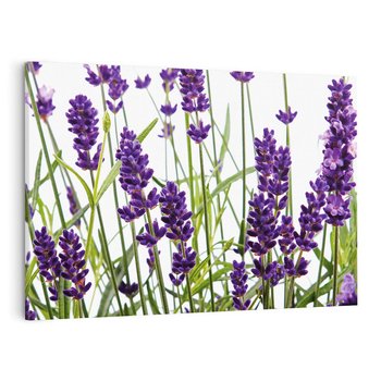 Obraz na płótnie 100x70 - Fioletowa harmonia lawendy - lawenda, fiolet