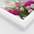 Plakat w ramie 30x40 - Tulipany w pełnym rozkwicie - tulipany, kwiaty - rama biała