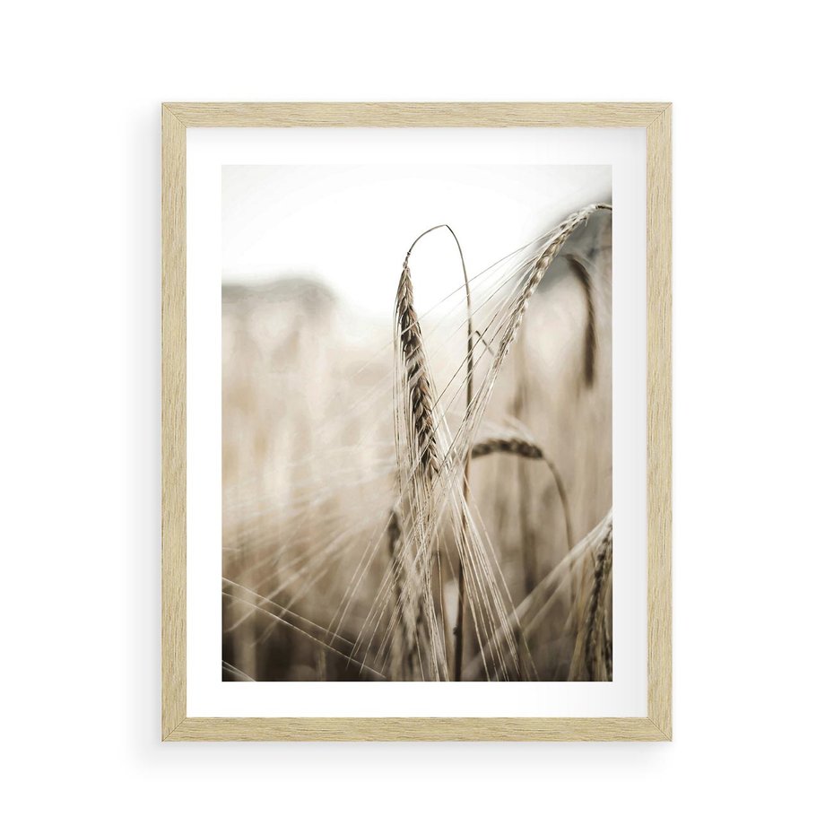 Plakat w ramie 40x50 - Kłosy Pszenicy w Sepii - zboże, kłos pszenicy - rama drewno