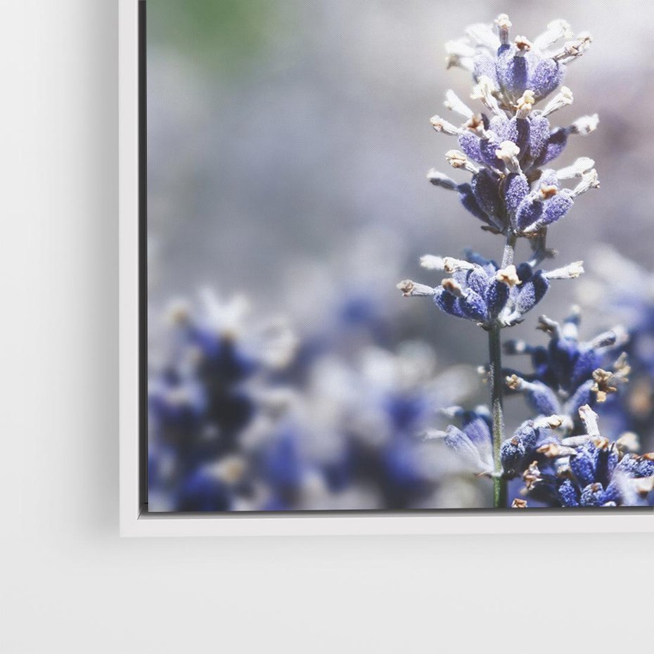 Obraz w ramie 80x80 - Delikatna Uroda Natury - wrzosy, fiolet - rama biała