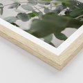 Plakat w ramie 40x50 - Liście eukaliptusa w naturze - eukaliptus, liście - rama drewno