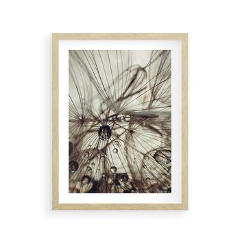 Plakat w ramie 40x50 - Lekkie dmuchawce - dmuchawce, krople - rama drewno