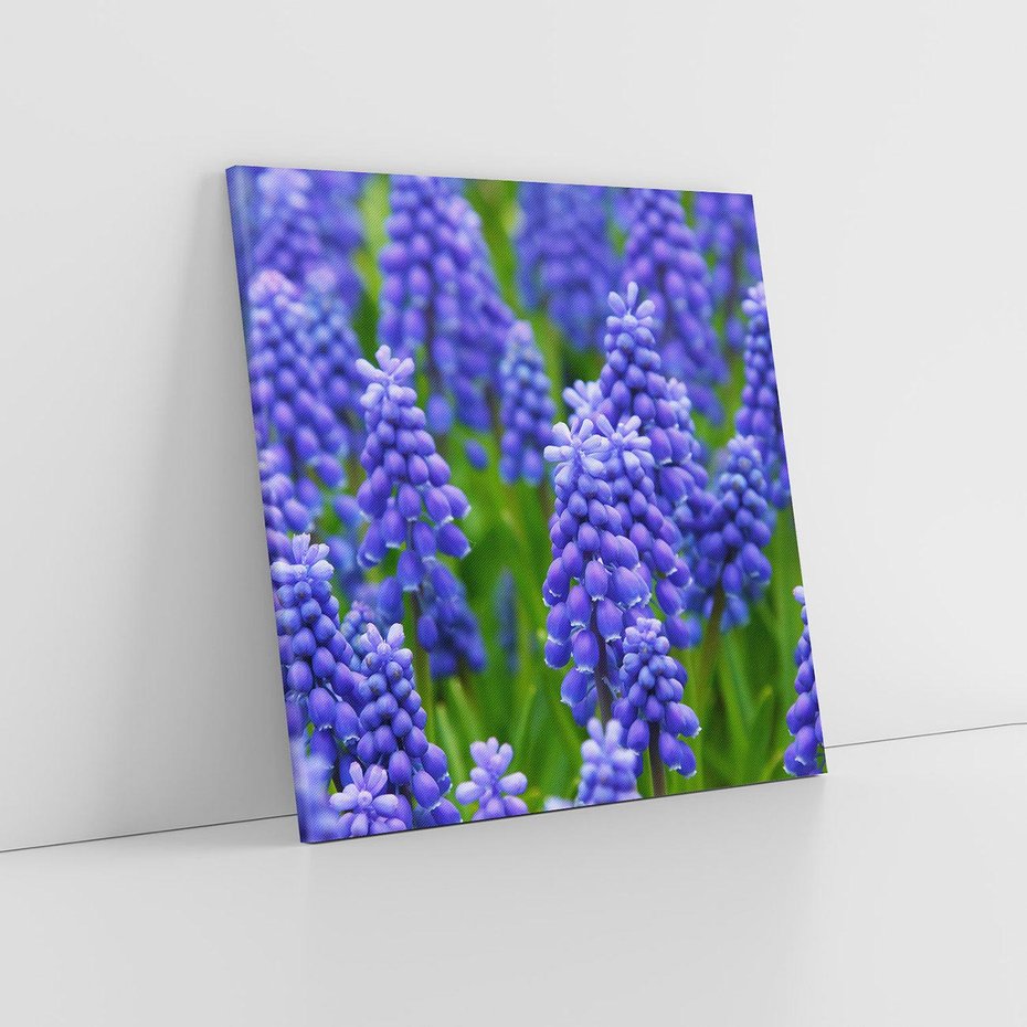 Obraz na płótnie 80x80 - Urok Lawendy - lawenda, kwiat