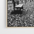 Obraz w ramie 80x120 - Spadające Liście - czarno białe zdjecie, park - rama drewno