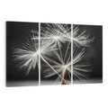 Obraz na płótnie 120x80 - Delikatność dmuchawców zbliżenie - dmuchawce, zbliżenie