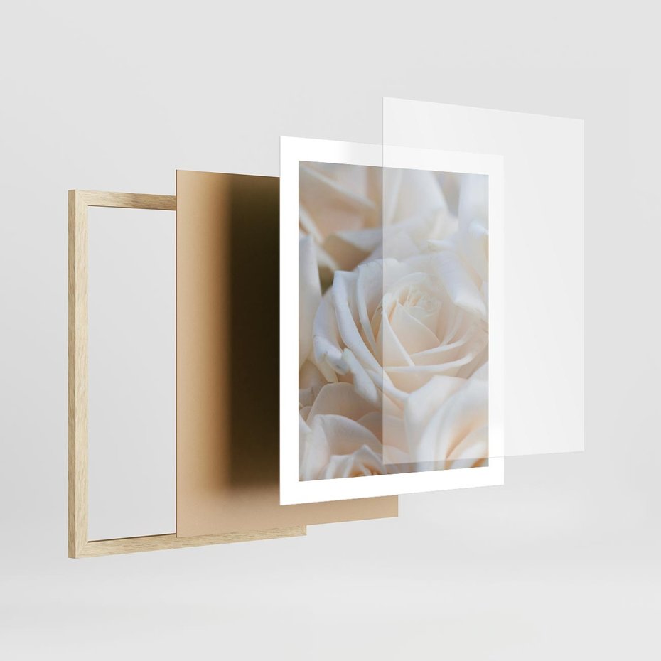 Plakat w ramie 40x50 - Białe róże piękności - białe, róże - rama drewno
