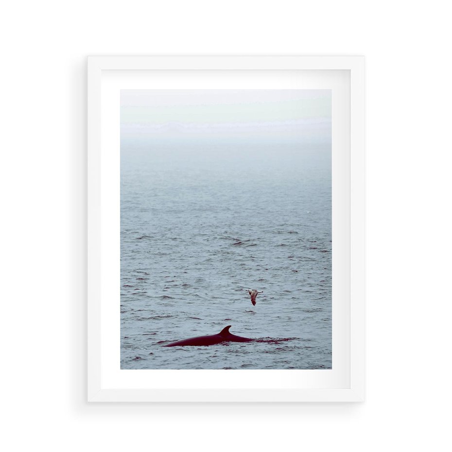 Plakat w ramie 40x50 - Spotkanie z Orką - morze, ocean - rama biała