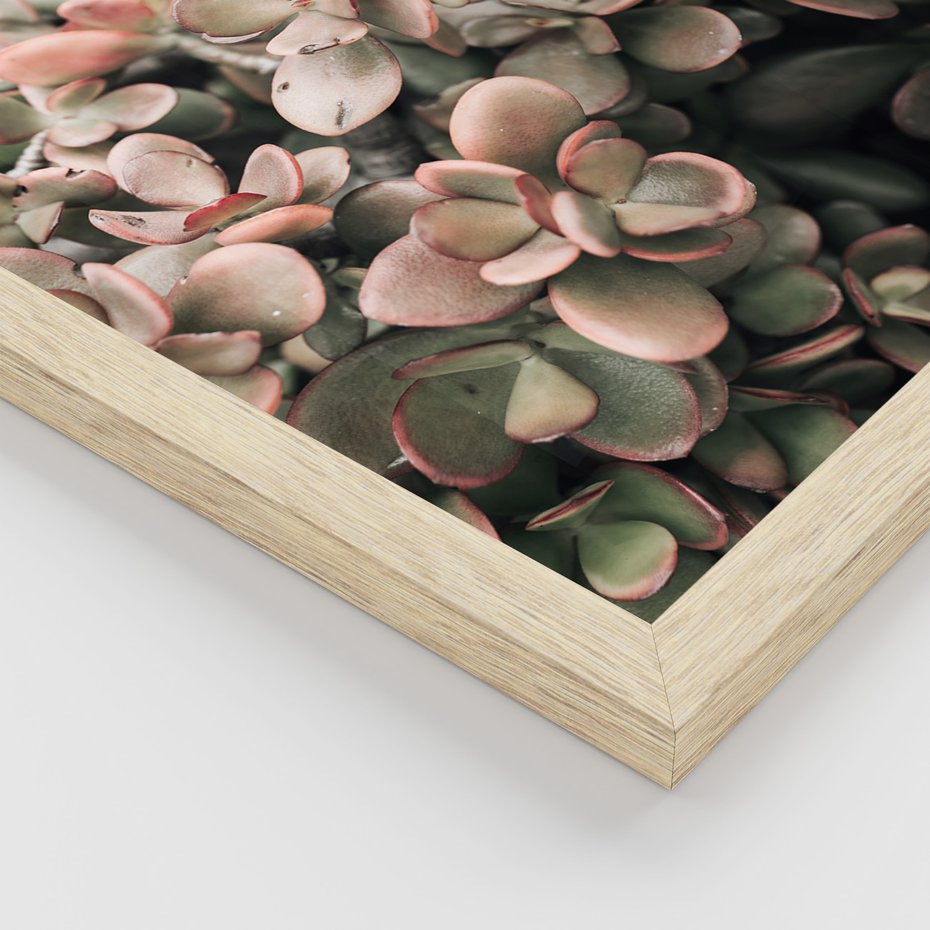 Zestaw obrazy w ramie 50x70 galeria - Rośliny, liście, kaktusy - rama drewno