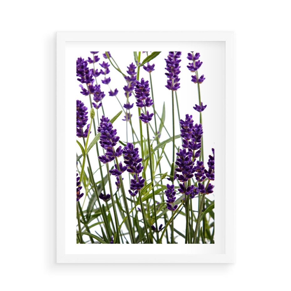 Plakat w ramie 50x70 - Fioletowa harmonia lawendy - lawenda, fiolet - rama biała