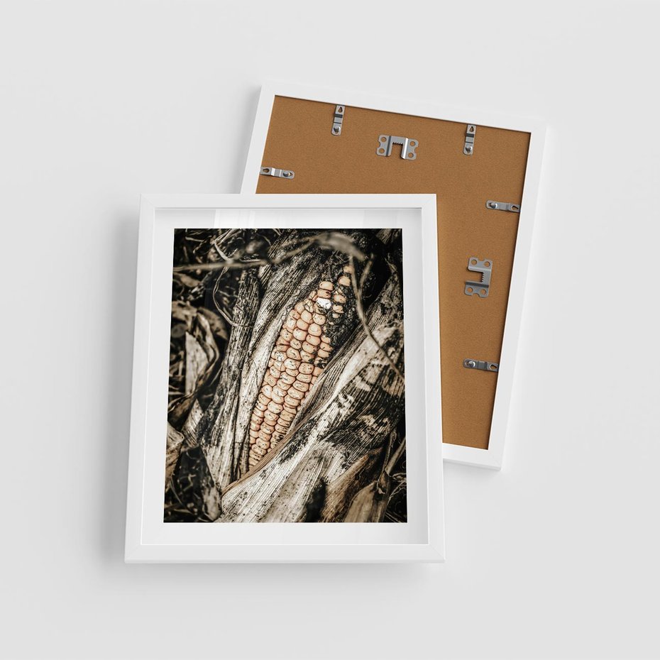 Plakat w ramie 40x50 - Kukurydza w Jesiennej Scenie - kukurydza, jesień - rama biała