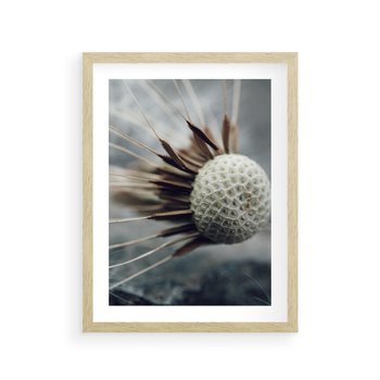 Plakat w ramie 40x50 - Makro Dmuchawiec - dmuchawiec, zbliżenie - rama drewno