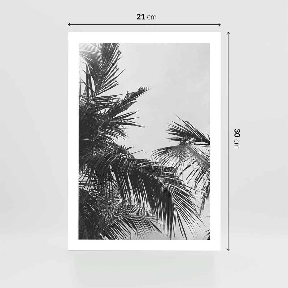 Plakat bez ramy 21x30 - Palmy w Monochromii - palmy, tropikalne palmy