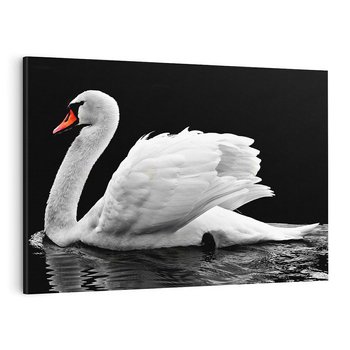 Obraz na płótnie 100x70 - Delikatne Uderzenie Skrzydeł Łabędzia - łabędź, ptak