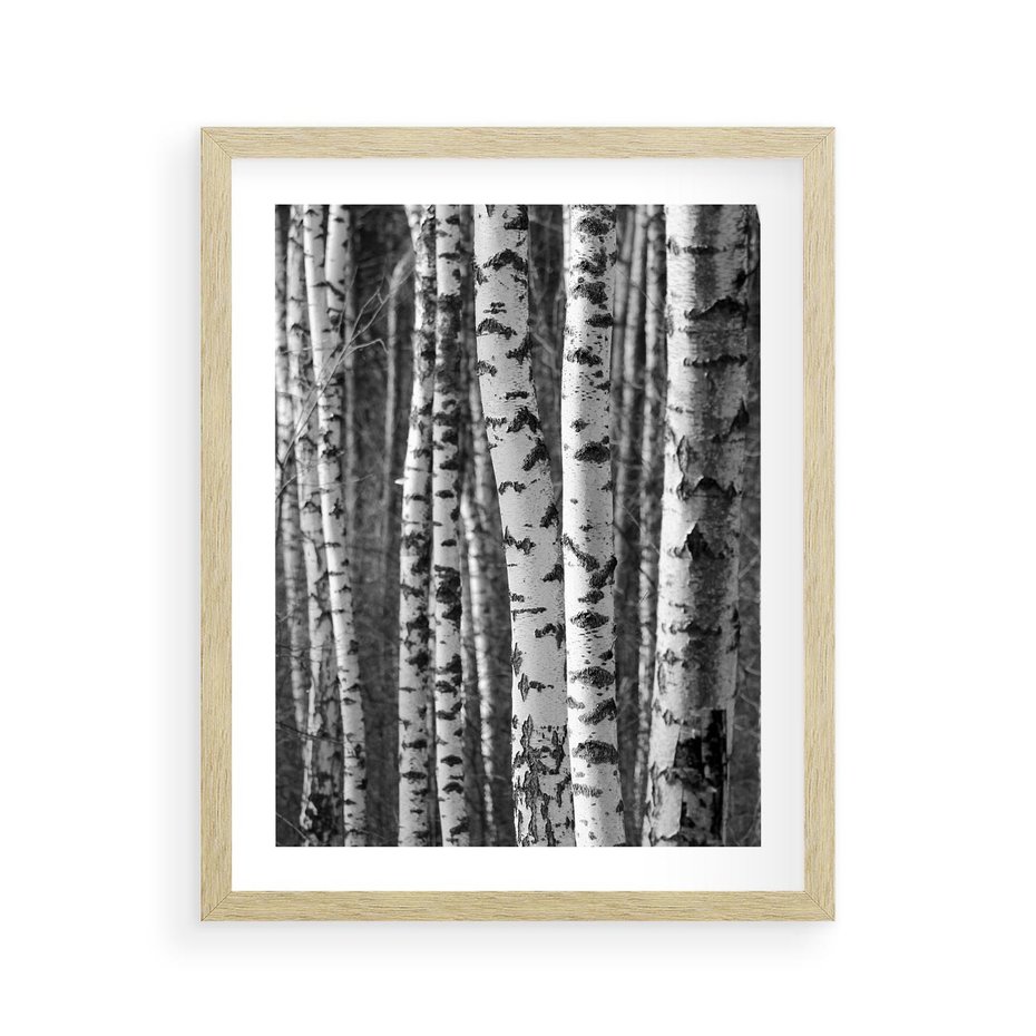 Plakat w ramie 40x50 - Kontrast Monochromatyczny - brzozy, czarno - rama drewno