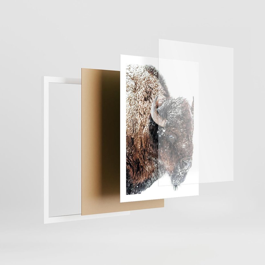 Plakat w ramie 50x70 - Obraz Dzikiej Przyrody w Śnieżnym Otoczeniu - żubr, śnieg - rama biała