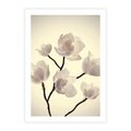 Plakat bez ramy 50x70 - Elegancja Natury - magnolia, białe