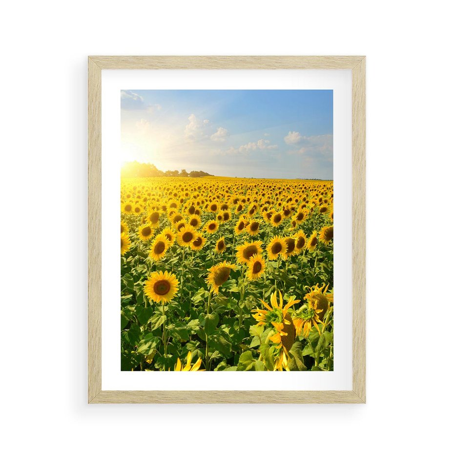 Plakat w ramie 40x50 - Idylla na łące słoneczników - łąka, słoneczniki - rama drewno