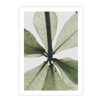 Plakat bez ramy 21x30 - Jasna Zieleń w Makro - makro zdjęcie liści, jasna zieleń