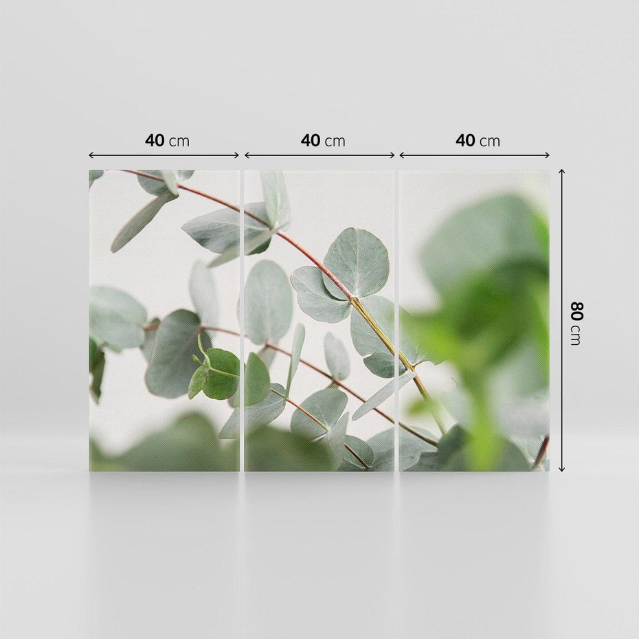 Obraz na płótnie 120x80 - Liście eukaliptusa w naturze - eukaliptus, liście