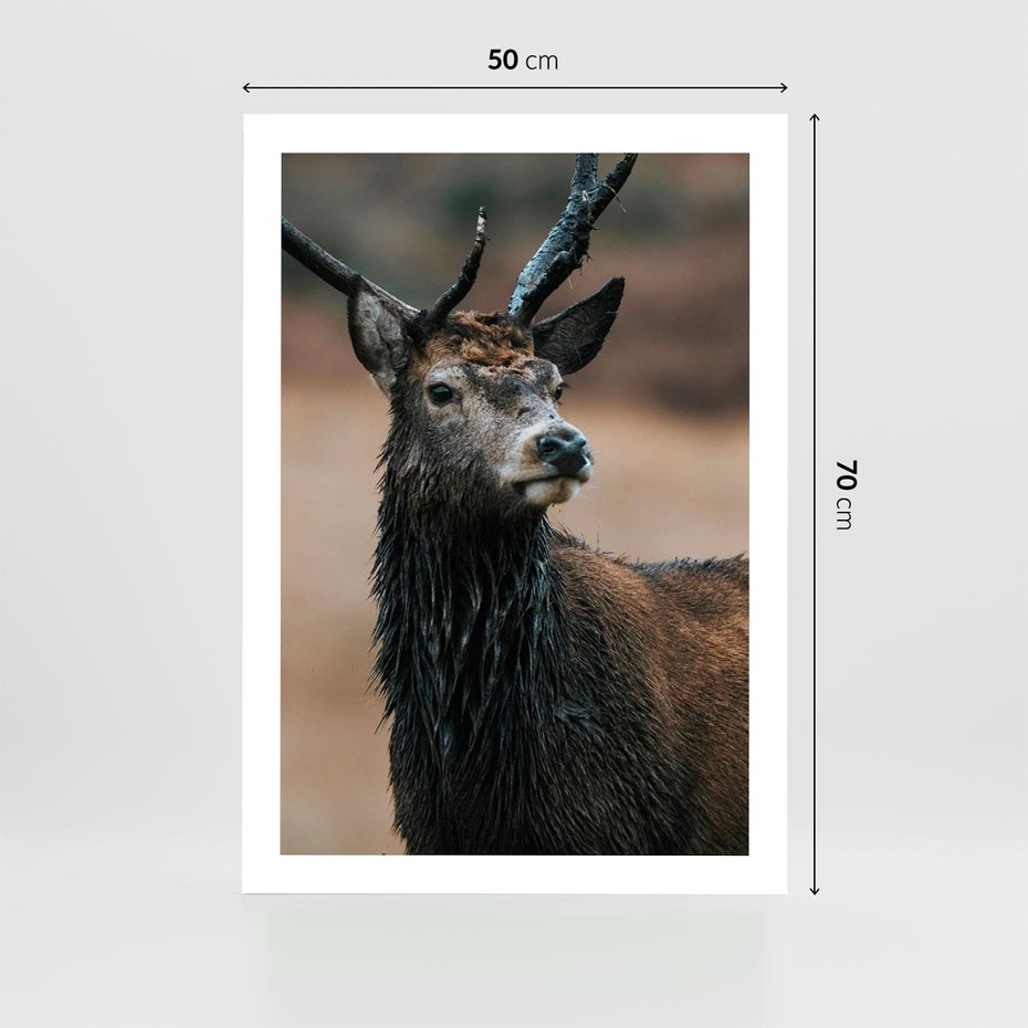 Plakat bez ramy 50x70 - Spokojny jeleń - jeleń, las